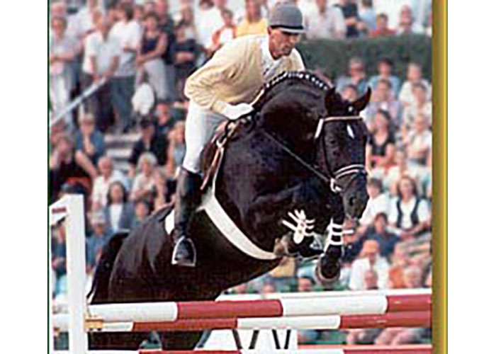 Graf Grannus - Warmblood Stallion